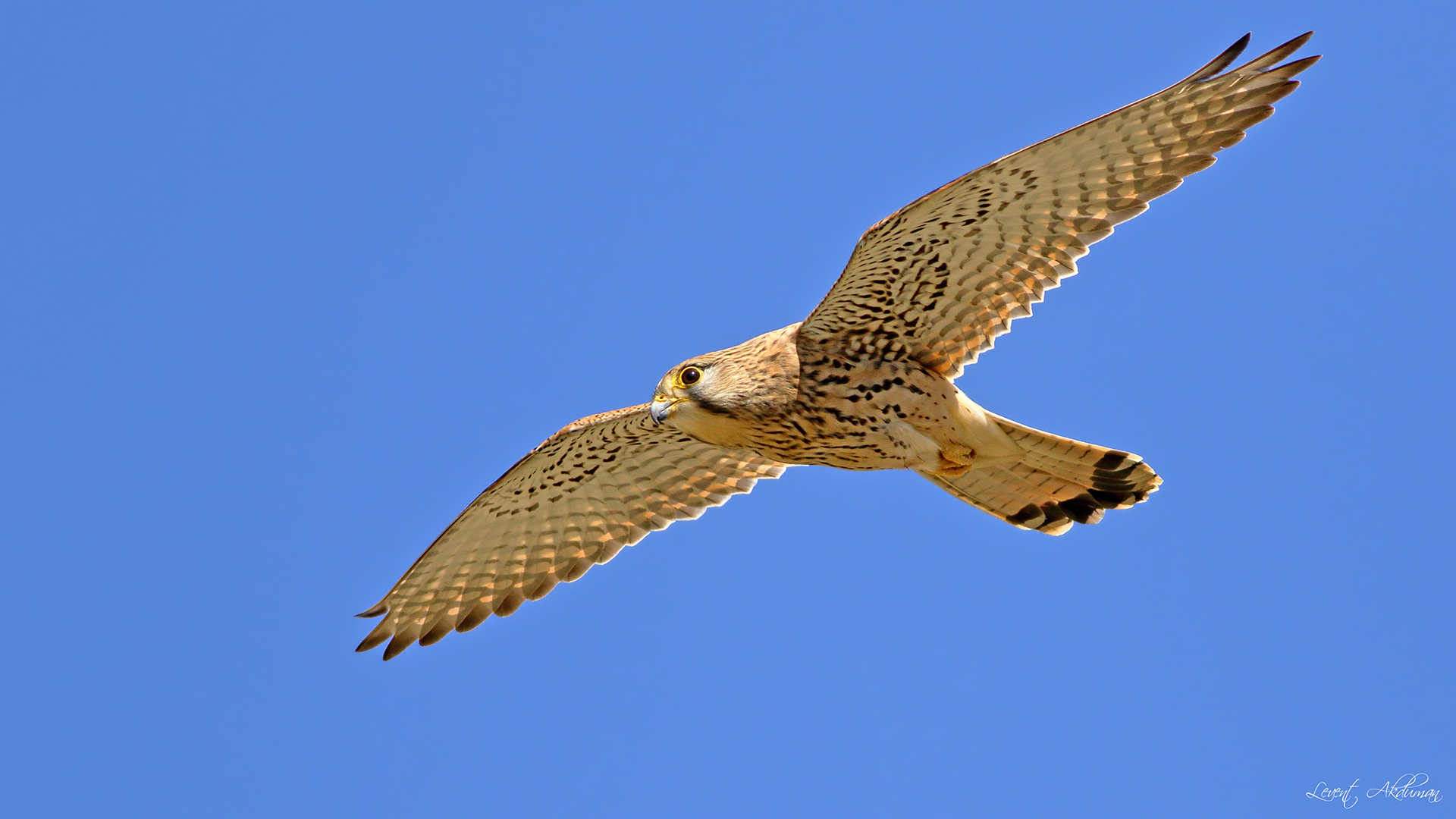 Eurasian Kestrel